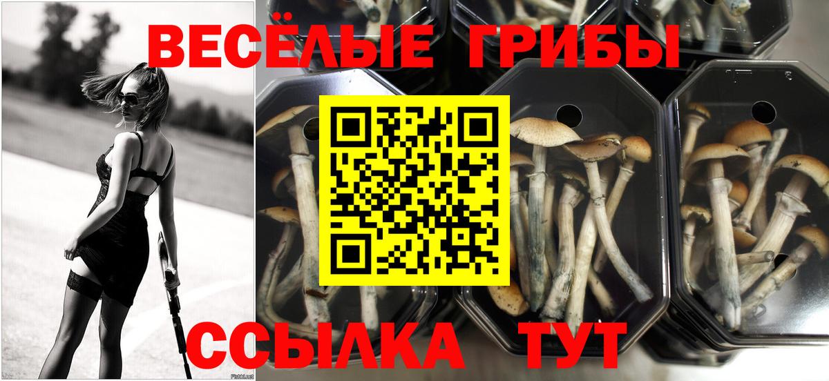 Галлюциногенные грибы Psilocybe Реутов